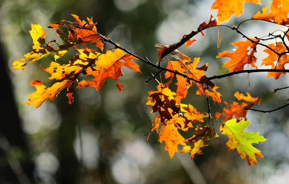 Autumn, leaves, color, nature, photo, Wallpaper, bright, plant