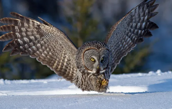 Winter, snow, owl, bird, wings, hunting