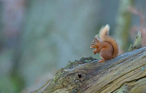 Background, tree, protein, bark
