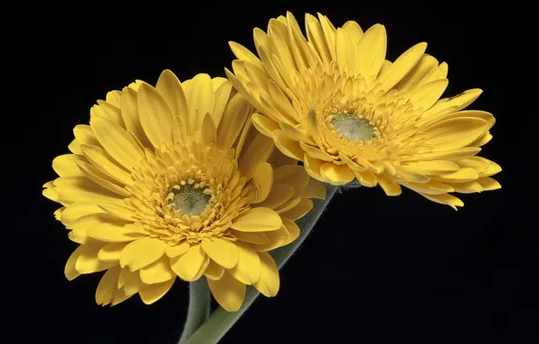 Background, gerbera, black background, two flowers, yellow gerberas