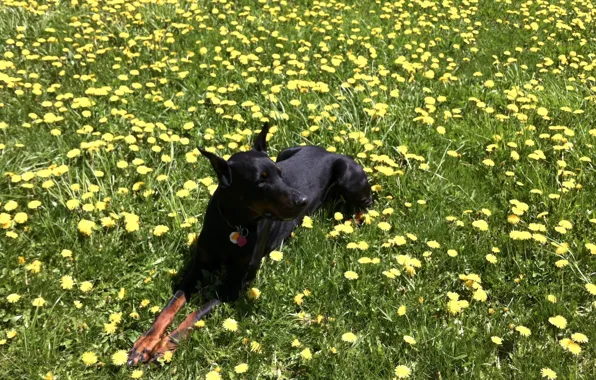 Picture grass, Doberman, dandelions