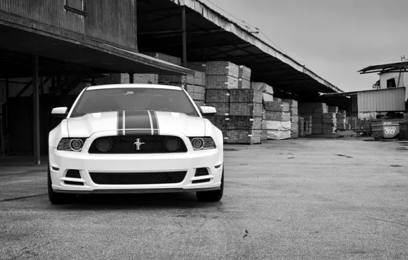 Picture white, mustang, white, ford, the front, Ford Mustang, black and white photo, boss 302