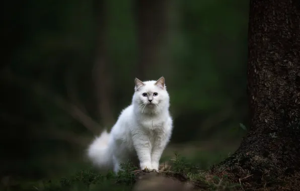 Picture forest, cat, look, white, bokeh, fluffy