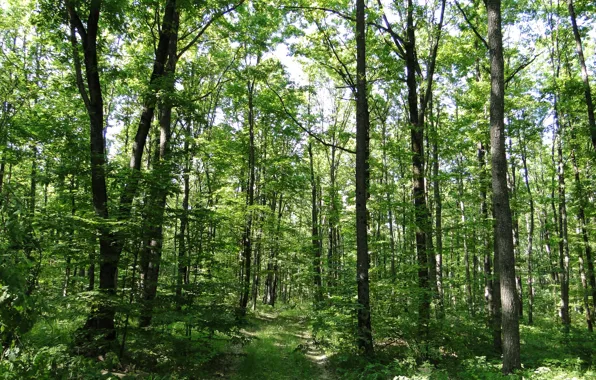 Forest, summer, trees, Kuban, Akela White, Krasnodar Krai