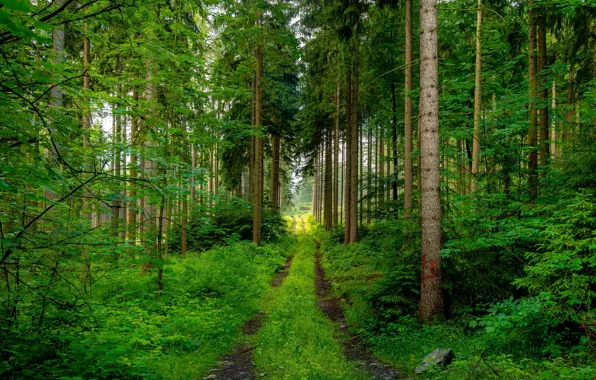 Road, greens, forest, summer, trees, branches, foliage, pine