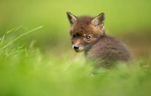 Look, blur, baby, Fox, cub, face, Fox