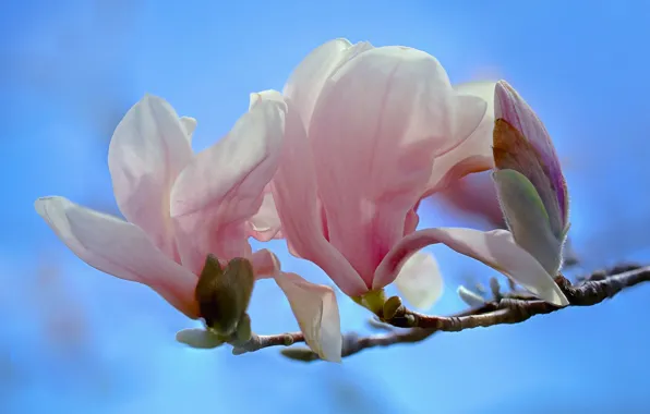 Picture macro, branch, Bud, flowering, flowers, Magnolia