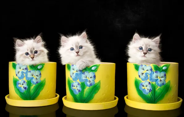 Background, kittens, trio, vases, Trinity, The Neva masquerade cat, Natalia Lays