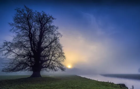 Night, fog, river, tree