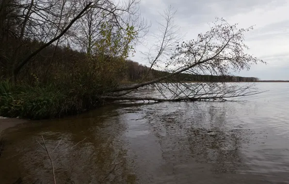 Autumn, forest, trees, river, cane, shore