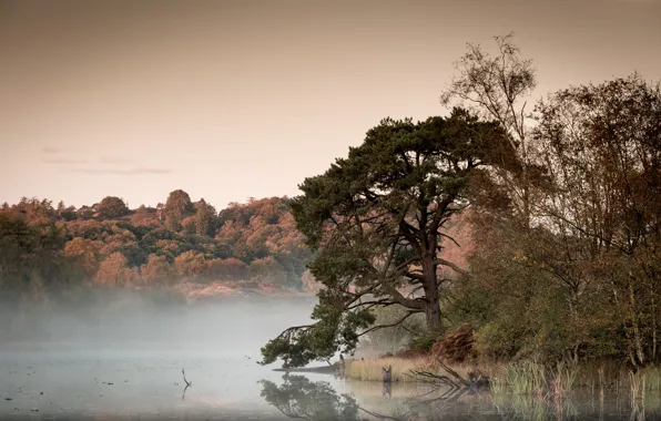Fog, lake, tree