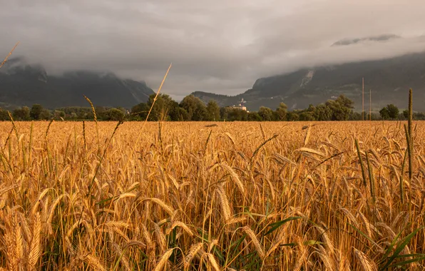 Field, forest, summer, mountains, clouds, fog, overcast, rye