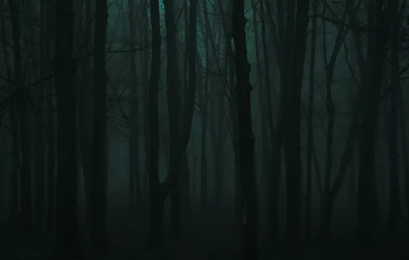 Picture forest, trees, nature, fog