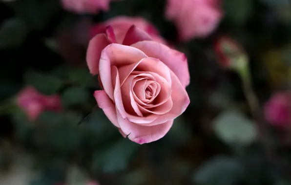 Picture flower, macro, flowers, pink, rose, Bush, beauty, petals, blur, Bud