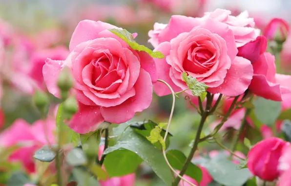 Picture drops, flowers, roses, garden, pink, bokeh