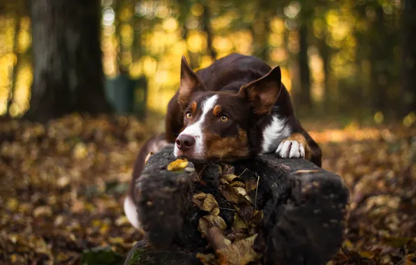Autumn, forest, look, pose, dog, log, face