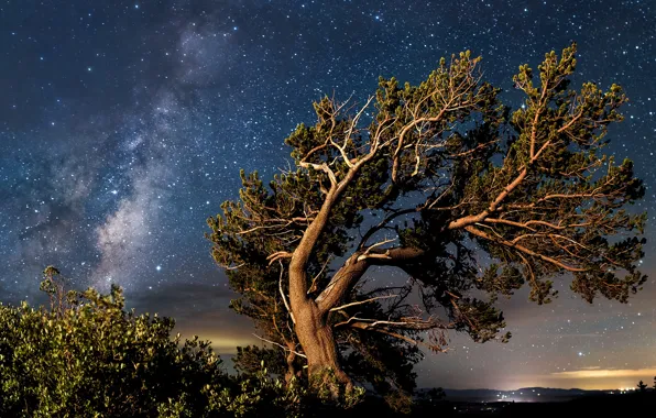 Picture trees, night, pine, starry sky