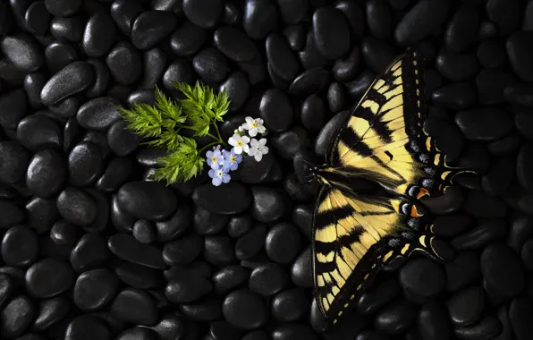 Flowers, butterfly, butterfly, flowers, Stephen Clough