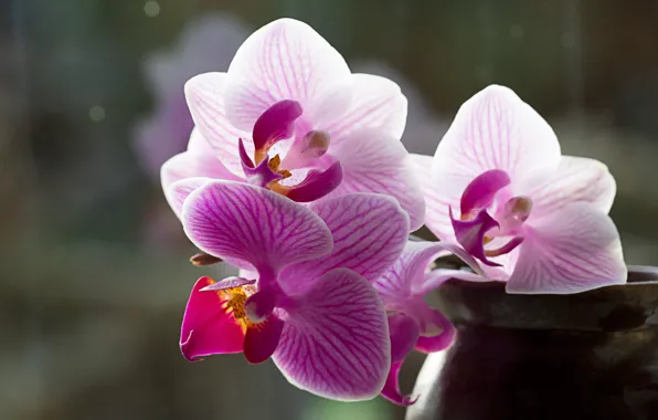 Macro, flowers, vase, pink, orchids, trio