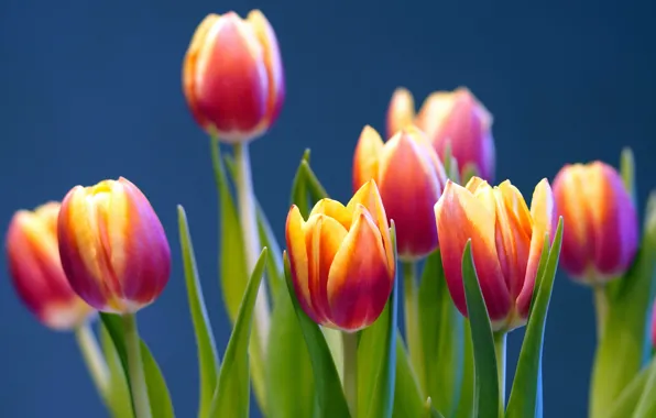 Flowers, bouquet, spring, tulips, red, orange, blue background, bokeh