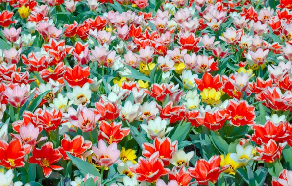 Picture field, leaves, carpet, petals, meadow, tulips, flowerbed