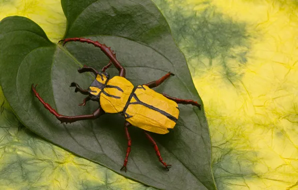 Paper, beetle, origami