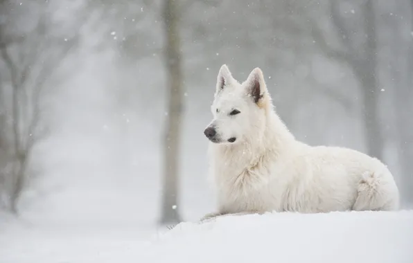 Winter, forest, snow, dog, lies, snowfall, Swiss shepherd dog
