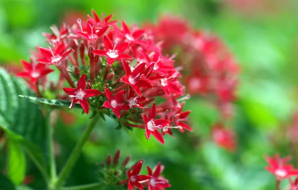 Leaves, nature, petals, the bushes