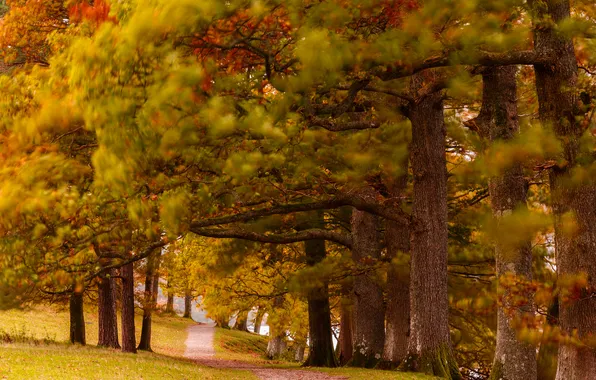 Autumn, forest, trees, Park, path