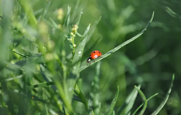 Summer, insects, Nature