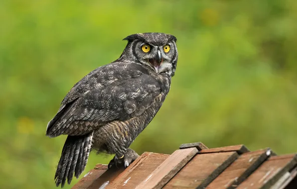 Owl, bird, Board, Creek, wood, owl