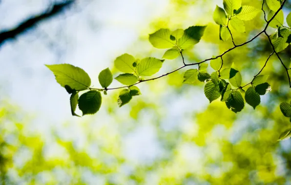 Picture greens, leaves, tree, leaf, plant, plants, leaves, leaf