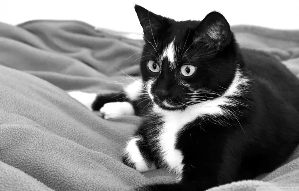Picture cat, black and white, lies