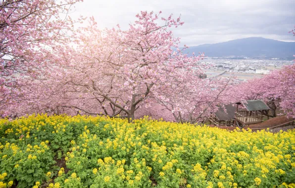 Trees, flowers, Park, spring, Sakura, flowering, pink, blossom