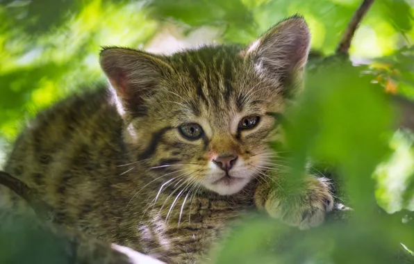 Leaves, kitty, portrait, face, wild forest cat