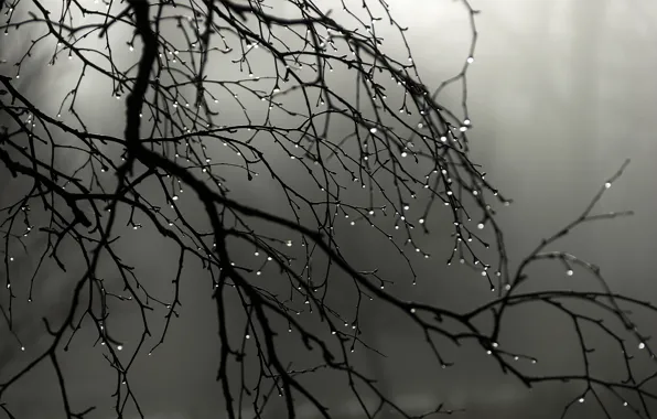 Picture drops, fog, rain, branch