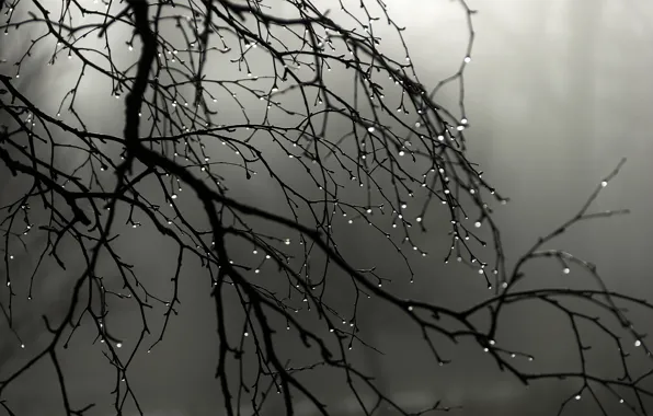 Drops, fog, rain, branch