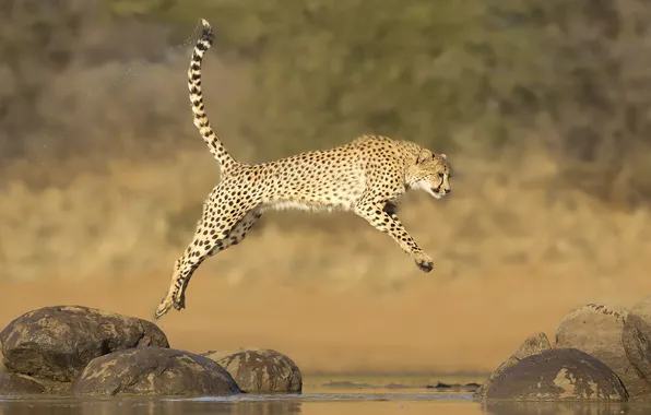 Picture water, stones, jump, Cheetah