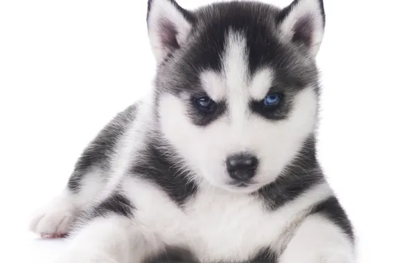 Picture dog, puppy, husky