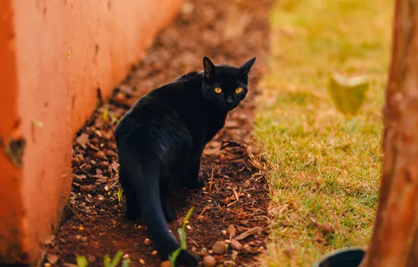 Autumn, cat, grass, cat, look, wall, black, yard