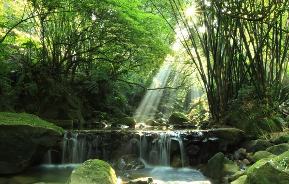 Forest, river, waterfall, stones. moss