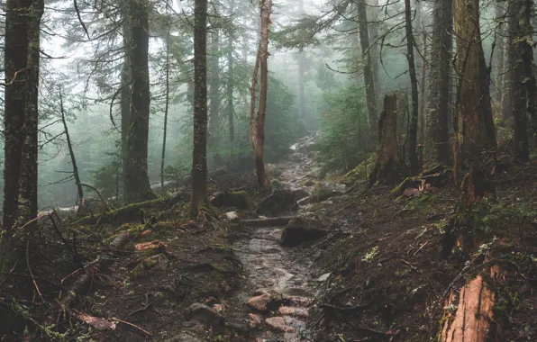 Picture forest, trees, nature, fog, stream, moss