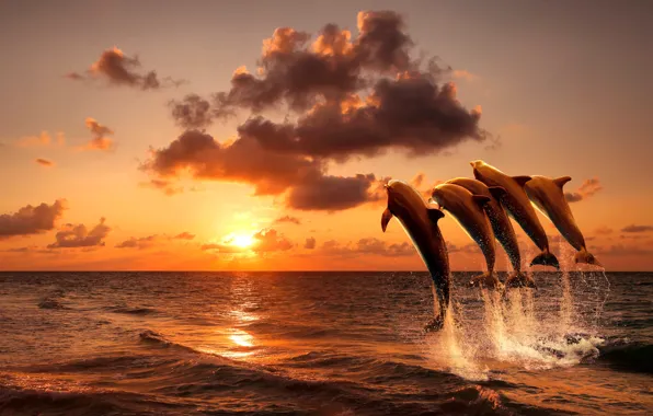 Picture sea, sunset, dolphins, beautiful