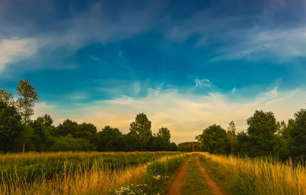 Picture forest, the sky, trees, track