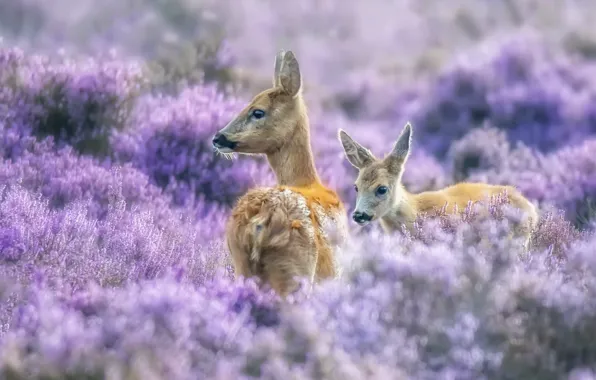 Summer, nature, deer