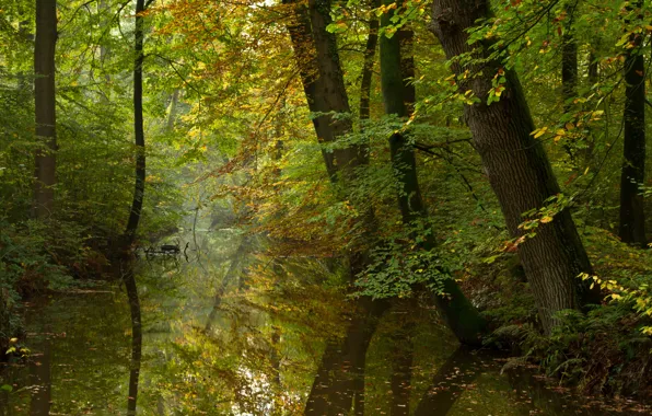 Autumn, forest, river, calm