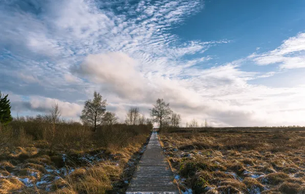 Picture winter, field, bridge