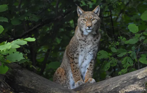 Picture forest, look, branches, foliage, log, lynx, sitting