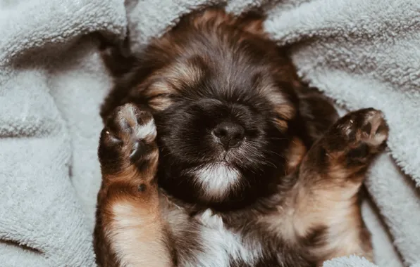 Picture face, legs, dog, blanket, sleeping, puppy