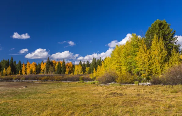 Autumn, forest, trees, glade, USA, Wyoming, the bushes, national Park